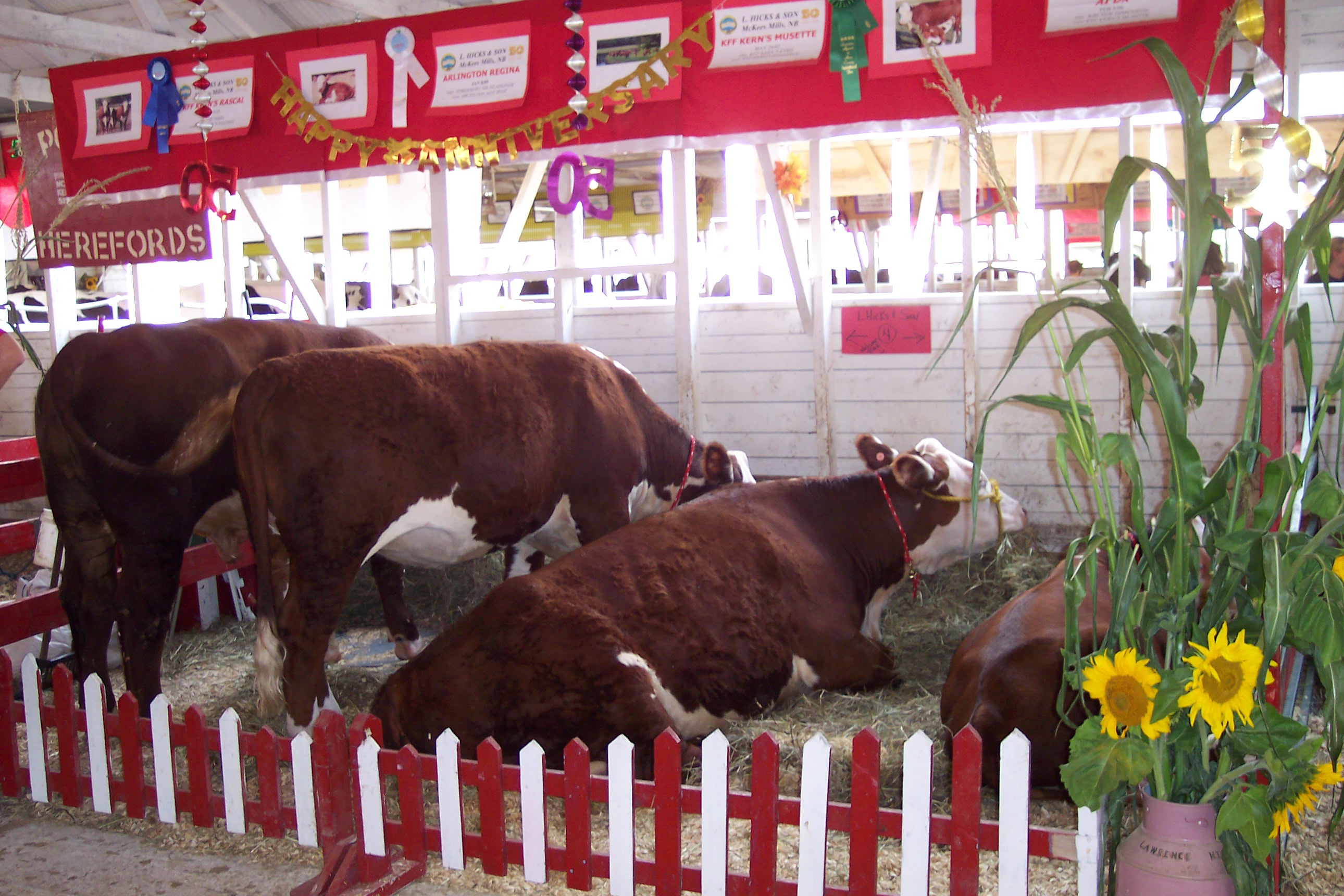 cows.jpg